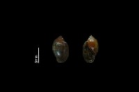 藏品(囊螺)的圖片